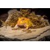 Rana Pacman Apricot - ceratophrys cranwelli